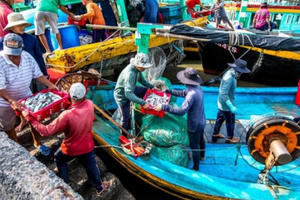 Bình Thuận: Đẩy mạnh chống khai thác IUU, hướng đến phát triển bền vững nghề cá