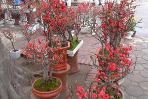 Hoa cảnh chưng Tết “độc lạ” được săn đón