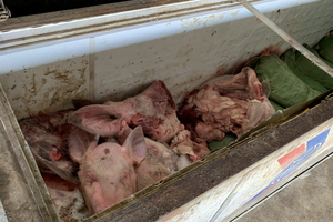Phát hiện hơn 1.400kg heo bệnh, heo chết được chế biến để đưa ra thị trường