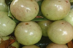 Sáu loại quả 100% thuần Việt, ăn thoải mái không dính độc