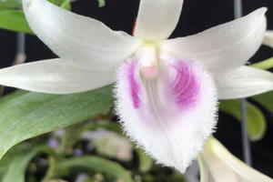 'Vỡ trận' lan đột biến?