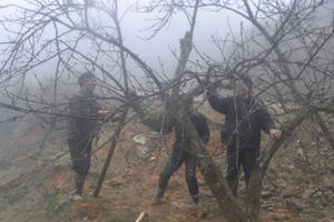 Sa Pa năm nay hiếm đào cổ thụ đẹp xuống chợ