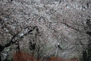 Hoa anh đào khoe sắc tuyệt đẹp giữa trời tuyết lạnh