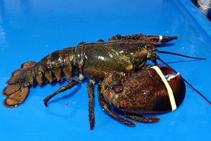 Đổ xô đi mua tôm hùm Alaska 170 nghìn đồng/kg, dân tình "ngã ngửa"