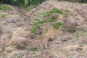 Gia Lai: Khởi tố, bắt tạm giam đối tượng 'Hủy hoại rừng' ở Kông Chro