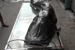 Cá lăng hơn 100 kg xuất hiện ở Hà Nội