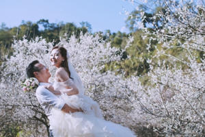 Mộc Châu: Ngẩn ngơ trước đồi hoa mận nở