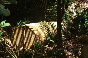 Đắk Lắk: Mất rừng nhưng đơn vị chủ rừng "dửng dưng”, các "quan" đá trách nhiệm