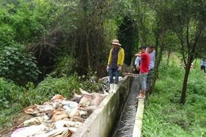 Vụ vứt hàng trăm heo thối ra sông Sài Gòn: Từng bị phạt hàng trăm triệu nhưng vẫn tiếp tục vi phạm