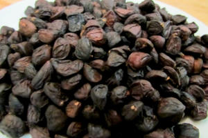 Bài 1: Kiếm bạc triệu từ nghề săn “vàng đen” Tây Bắc