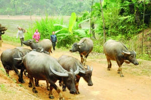 Mùa săn 'ngưu chiến' Mùa săn 'ngưu chiến'