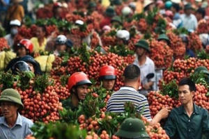 Trung Quốc tăng mua trở lại trái cây Việt Nam