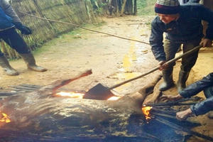 Thanh Hóa: 127 con trâu, bò của bà con bị chết do trời quá rét