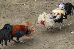 Cà Mau: “Bể” trường gà, 24 con bạc bị bắt