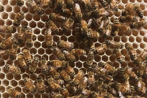 Ong làm mật như thế nào?