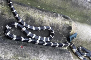 Kinh hãi, bé trai 22 ngày tuổi bị rắn bò vào nhà căn tử vong