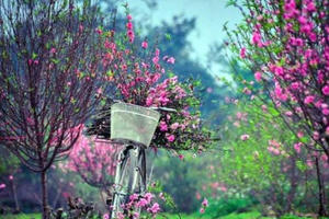 Những lời chúc Tết ý nghĩa cho xuân Mậu Tuất 2018