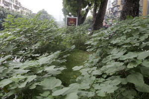 Hà Nội: Cây dại mọc như ở bãi hoang giữa phố Giảng Võ Hà Nội: Cây dại mọc như ở bãi hoang giữa phố Giảng Võ