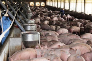 Giá lợn 'nhảy múa' và cơ hội tái cơ cấu ngành chăn nuôi Giá lợn 'nhảy múa' và cơ hội tái cơ cấu ngành chăn nuôi