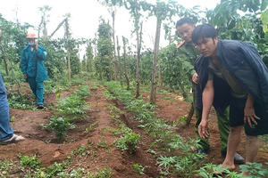 Khởi tố 2 đối tượng trồng hơn 1000 cây cần sa ở Đắk Nông