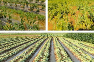 Hết mưa lớn đến nắng gắt, nông dân Nghệ An thiệt hại tiền tỷ