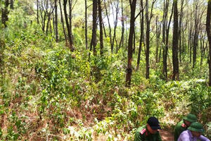 Bàng hoàng phát hiện thi thể người đàn ông trên đồi thông