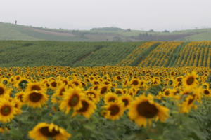 Chùm ảnh cảnh sắc bốn mùa trên những cánh đồng châu Âu giữa lòng xứ Nghệ Chùm ảnh cảnh sắc bốn mùa trên những cánh đồng châu Âu giữa lòng xứ Nghệ