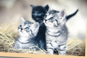 Xuân Quý Mão tản mạn về Mèo