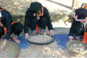 Một tháng lên rừng leo cây, thu về 80 triệu