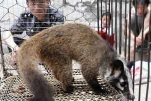 Xử lý công chức tiêu thụ động vật hoang dã