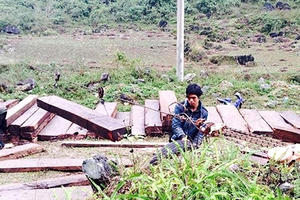 Lợi dụng mua gỗ đấu giá để phá rừng Cao Bằng?