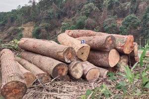 Chủ tịch tỉnh Bắc Kạn chỉ đạo xử lý nghiêm vụ phá rừng tại huyện Chợ Đồn