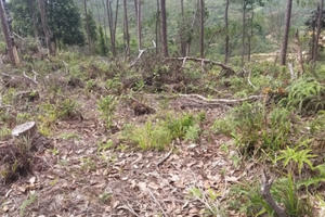 Kon Tum: Đánh đổi những cánh rừng để làm dự án "cây trồng tỷ đô", hiệu quả vẫn là một "canh bạc"?