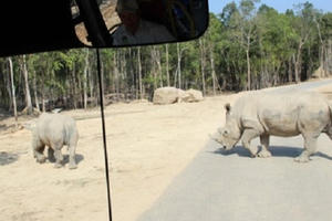 Safari Phú Quốc 'chưa được cấp phép nhập khẩu tê giác'