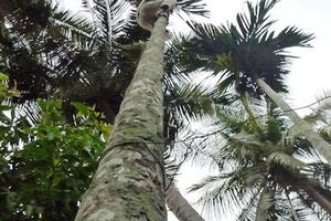 Điện giật khi hái cau, người đàn ông ở Nghệ An nguy kịch Điện giật khi hái cau, người đàn ông ở Nghệ An nguy kịch