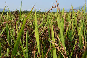 Gần 10ha lúa tại xã Tiền Phong huyện Yên Dũng bị cháy táp lá