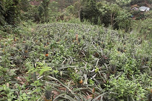 Lào Cai: Dứa chín đầy đồi, gà ngon đầy chuồng mà không có ai mua Lào Cai: Dứa chín đầy đồi, gà ngon đầy chuồng mà không có ai mua