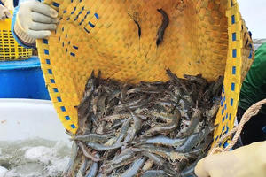 Đằng sau mức tăng trưởng, ngành tôm đang phải đối mặt với nhiều thách thức