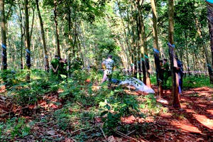 Thiếu nữ nghi bị hiếp dâm, sát hại trong rừng cao su