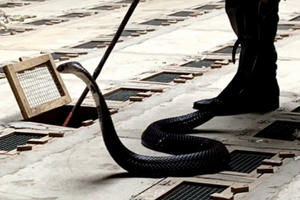 Hy hữu: Giữa đêm, vác bao tải rắn hổ mang chúa thả về rừng Hy hữu: Giữa đêm, vác bao tải rắn hổ mang chúa thả về rừng