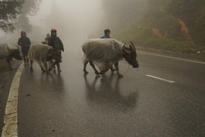 Lào Cai: Tuyết rơi dày 20cm, đã có 45 con trâu chết vì giá lạnh