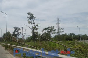 Đại lộ Thăng Long: Hàng trăm cây gỗ lát hoa "ngã dúi dụi" không ai trồng lại