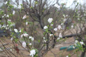 'Đột nhập' vườn nhất chi mai siêu hiếm ở Hà Nội