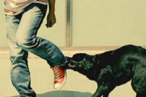 Đắk Lắk: Cháu bé tử vong sau khi bị chó cắn