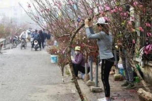 Tuyệt đối không được gây khó khăn cho người dân trong kinh doanh đào, mai