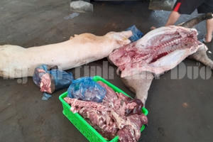 Xử phạt và tiêu hủy gần 3 tạ thịt lợn thối