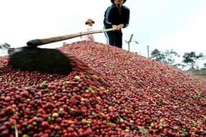 Cà phê Việt rớt giá thê thảm