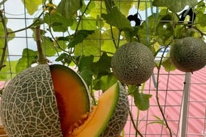 "Hô biến" biến sân thượng 30m2 thành khu giải trí cho gia đình giữa mùa dịch