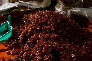 TP HCM: Phát hiện hàng tấn mứt bẩn chuẩn bị xuất xưởng