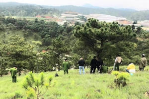 Lâm Đồng: Phát hiện cô gái tử vong trên đồi thông cùng lá thư tuyệt mệnh